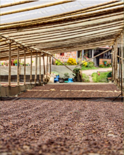 Colombia, La Piragua (Microlot)