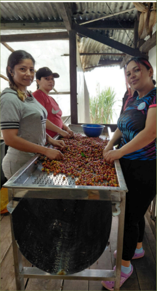 Colombia, La Piragua (Microlot)