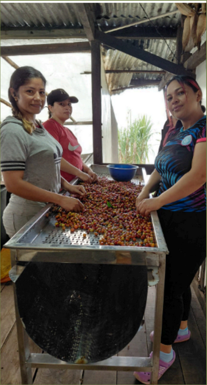 Colombia, La Piragua (Microlot)